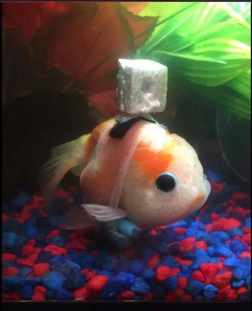 金鱼爆料视频大全最新,揭秘幕后真相，带你走进神秘世界